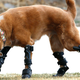 Illustration for article titled This dog has four prosthetic legs and oh my god my heart just imploded